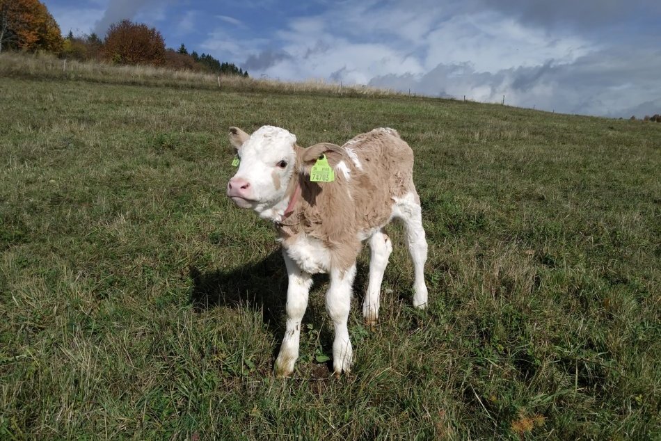 Ilustračný obrázok k článku V Nitre pomáhajú zachrániť CEMENTÁRKY: Zo slovenského plemena zostalo len pár kusov