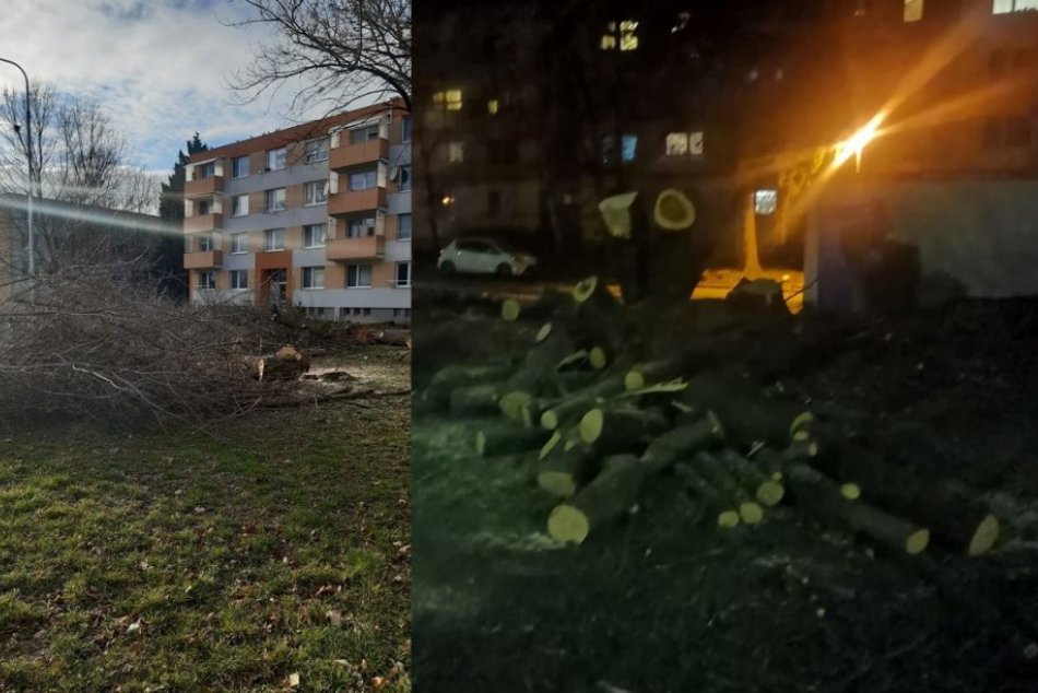 Ilustračný obrázok k článku Ľudia sa hnevajú, že v Nitre vypiľujú krásne, zdravé stromy: Ide o invázne dreviny, reaguje mesto