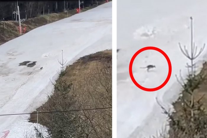 Ilustračný obrázok k článku Neuveriteľné VIDEO! Po zasneženej zjazdovke na Liptove poskakovala KENGURA