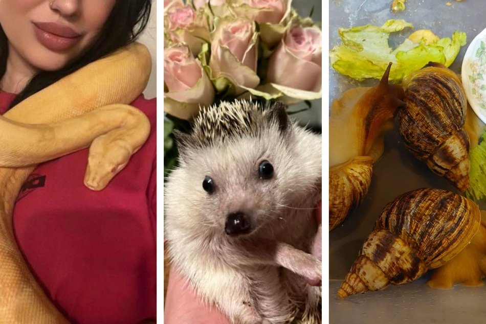Ilustračný obrázok k článku Had, ježko aj slimáky: Lučenčania ukázali ROZKOŠNÝCH domácich miláčikov, FOTO