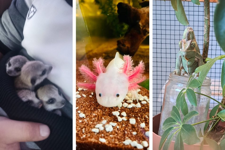 Ilustračný obrázok k článku Axolotl, chameleón aj surikaty: Horehronci ukázali ROZKOŠNÝCH domácich miláčikov, FOTO