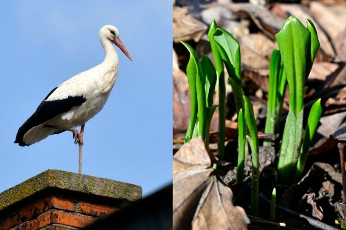 Ilustračný obrázok k článku Záver februára prinesie nadpriemerné TEPLO! Teploty sa budú šplhať až k +18 °C
