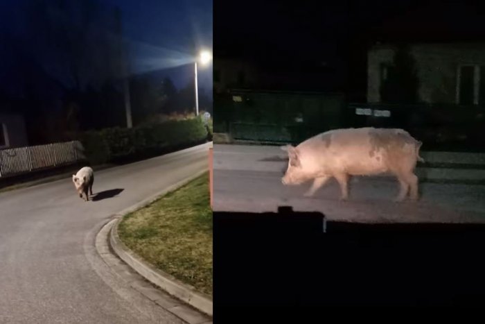 Ilustračný obrázok k článku Vodiči neverili vlastným očiam: Po ceste behalo urastené PRASA, VIDEO