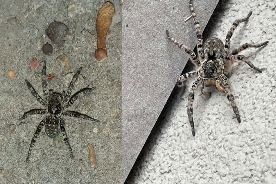 Ilustračný obrázok k článku Trnavčanov desia OBRIE pavúky: Vyzerajú ako TARANTULA a ich uhryznutie bolí