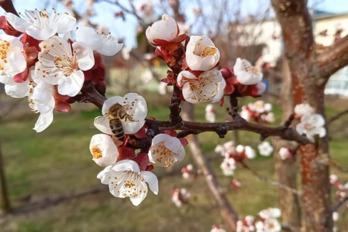 Ilustračný obrázok k článku Stromy majú JAR: Na Slovensku zakvitli marhule už vo februári, FOTO