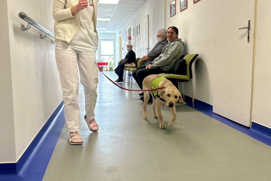 Ilustračný obrázok k článku Fenka Brya "ambuluje" na očnom v novozámockej nemocnici: Prechádza výcvikom