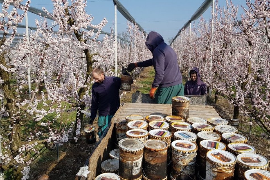 Ilustračný obrázok k článku Ovocinári sa obávajú nočných MRAZOV: V sadoch rozmiestnili nádoby s parafínom