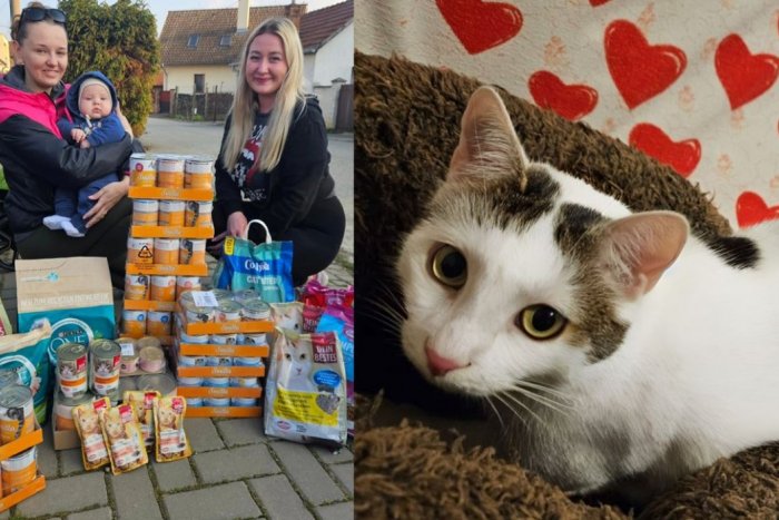 Ilustračný obrázok k článku Krásne gesto mladomanželov: Namiesto kytíc poprosili svadobčanov o jedlo pre MAČKY