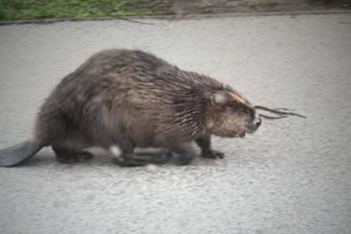 Ilustračný obrázok k článku Z VIDEA z metropoly východu sa stal nový hit internetu: V hlavnej úlohe drsný bobor!