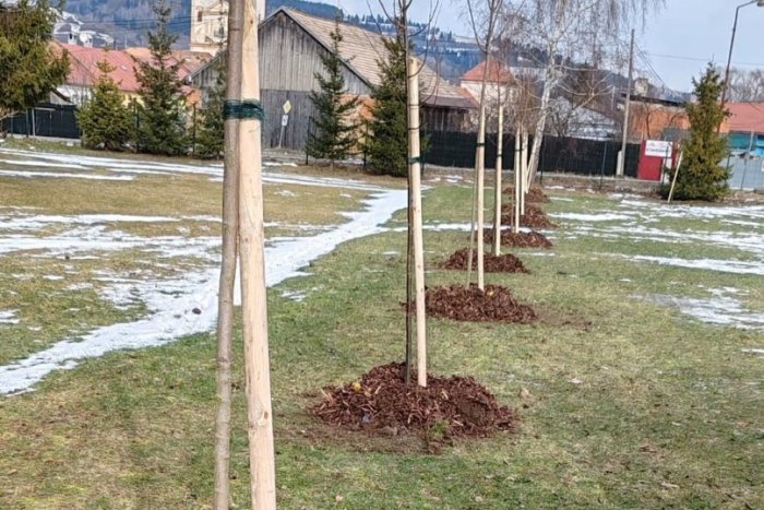 Ilustračný obrázok k článku Doteraz sa viac rúbalo, ako sadilo: Pod Tatrami došlo k zmene, majú tam už NOVÉ stromy