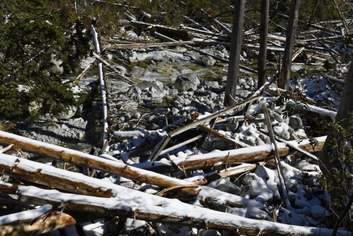 Ilustračný obrázok k článku Lesníci nemajú dobré správy: Pre rojenie lykožrúta očakávajú rozšírenie KALAMITY