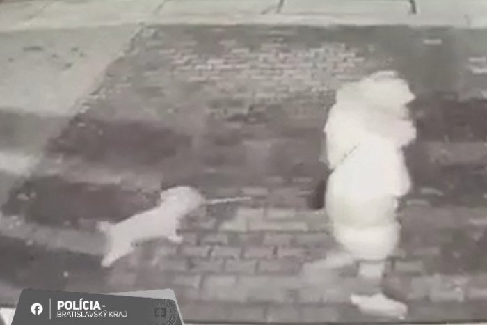 Ilustračný obrázok k článku Agresívny vlčiak NAPADOL malého psíka: DOHRÝZOL dve ženy, ktoré sa ho snažili brániť!