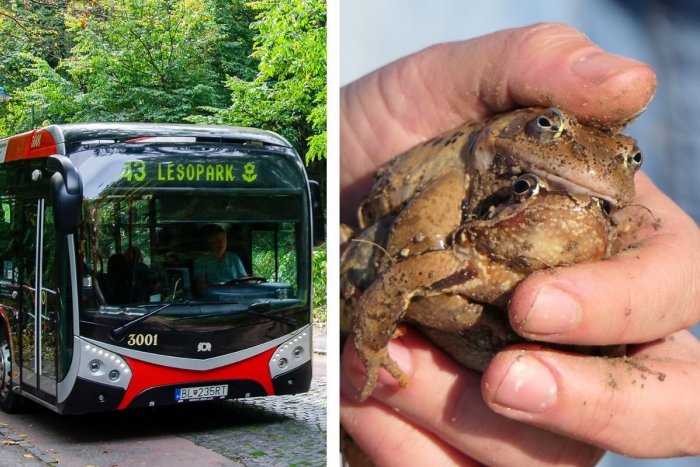 Ilustračný obrázok k článku Dopravný podnik dočasne SKRACUJE niektoré spoje linky 43: Dôvodom je OCHRANA žiab