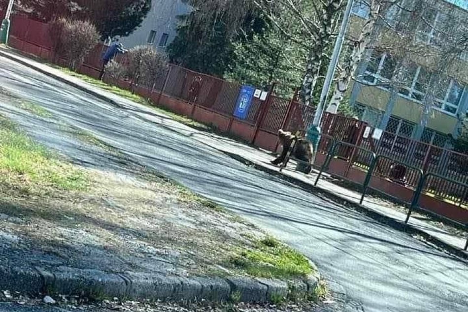 Ilustračný obrázok k článku Liptovský Mikuláš vyhlásil mimoriadnu situáciu: Po medveďovi pátrajú zásahové tímy