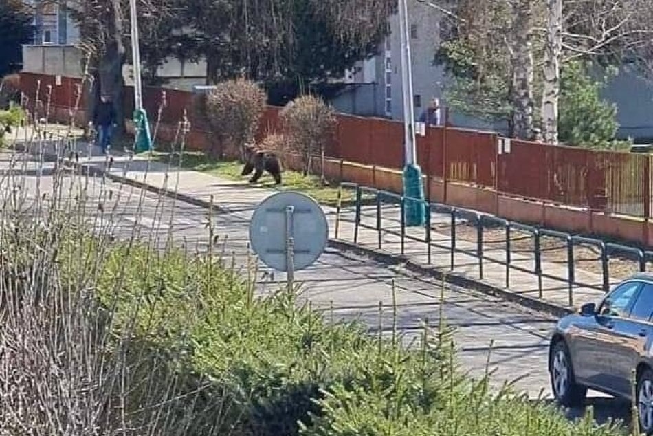 Ilustračný obrázok k článku MEDVEĎ v uliciach Liptovského Mikuláša! Útočil na ľudí, VIDEO