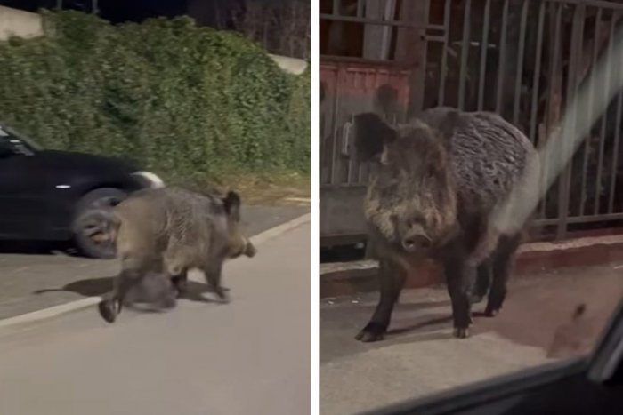 Ilustračný obrázok k článku Poslanec Šipoš si mohol oči vyočiť: Cestu do televízie mu skrížil DIVIAK! VIDEO