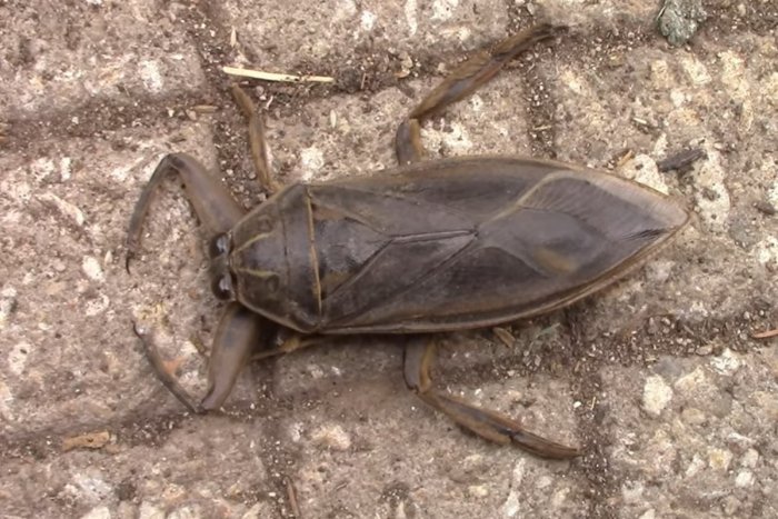 Ilustračný obrázok k článku V Európe sa šíri OBROVSKÝ hmyz: Dokáže ZABIŤ aj korytnačku!