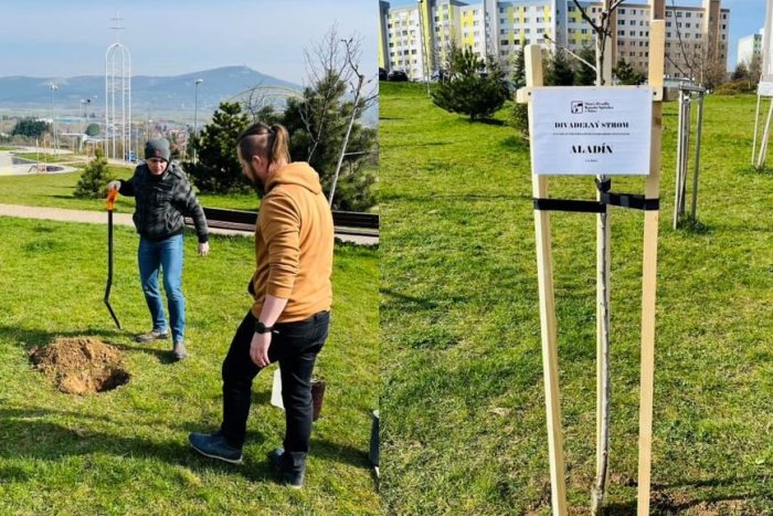 Ilustračný obrázok k článku V Nitre po premiére sadia STROMY: Najnovším prírastkom je Aladínova čerešňa