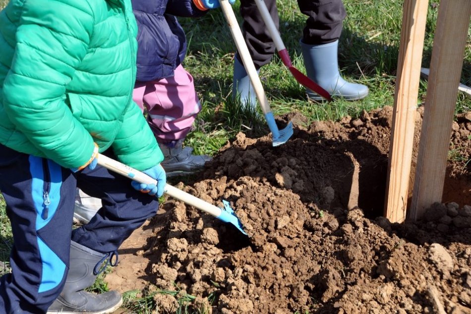 Ilustračný obrázok k článku V Oponiciach vysadili novú čerešňovú alej: S prácami pomáhali aj deti