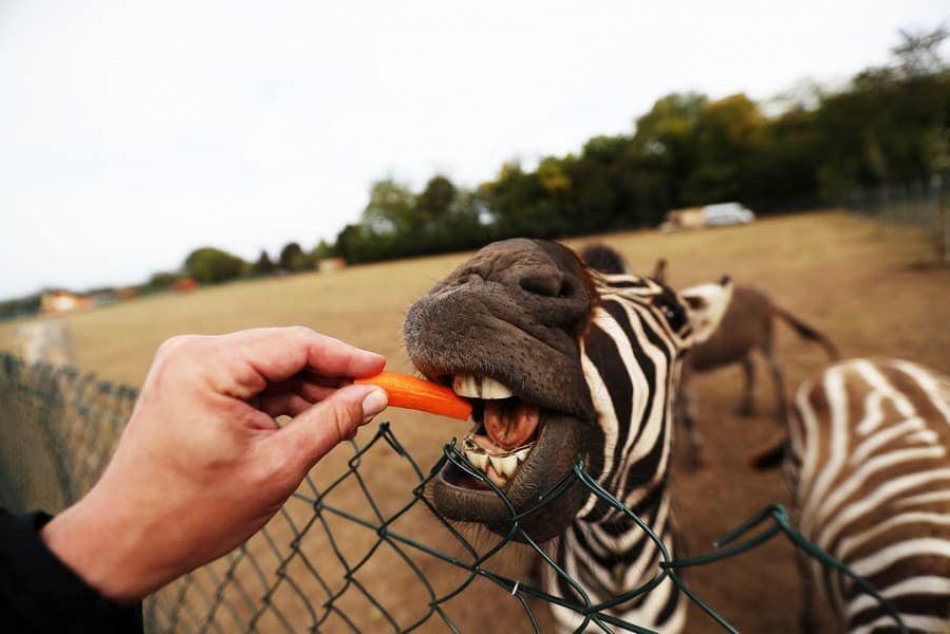 Ilustračný obrázok k článku TIP na výlet: Po zimnej prestávke otvorili slovenské SAFARI