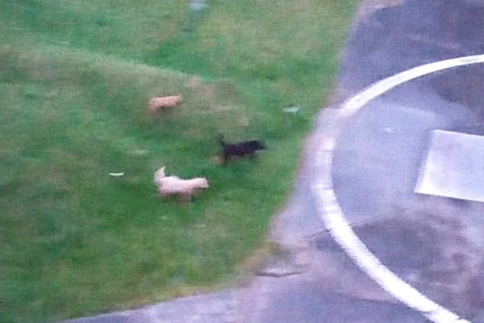 Ilustračný obrázok k článku Besnenie v areáli nemocnice: Svorka túlavých psov usmrtila ovce, zásah sestričiek!