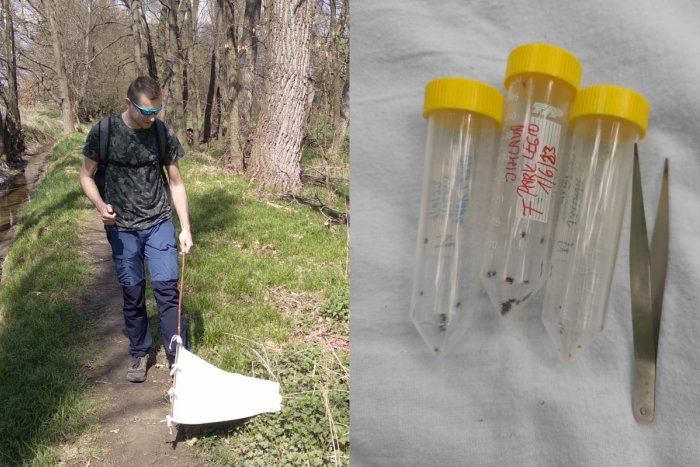 Ilustračný obrázok k článku Vedci zistili, že v mestách je VIAC kliešťov než v lesoch! Majú aj VIAC infekcií