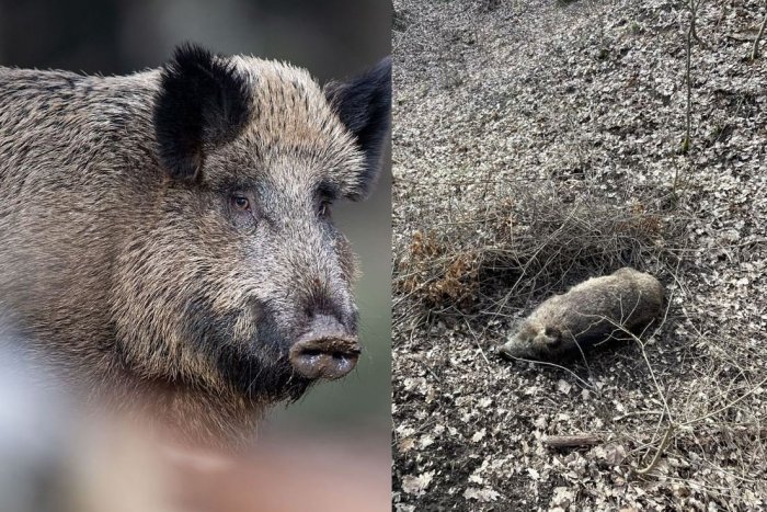 Ilustračný obrázok k článku V revíroch našli DVADSAŤ uhynutých zvierat: Okresný úrad vydal ZÁKAZ vstupu do lesov