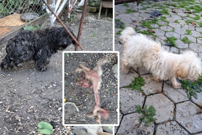 Ilustračný obrázok k článku Muž odcestoval a VYKAŠĽAL sa na svoje psy! Jeden uhynul, ďalšie sa živili jeho TELOM