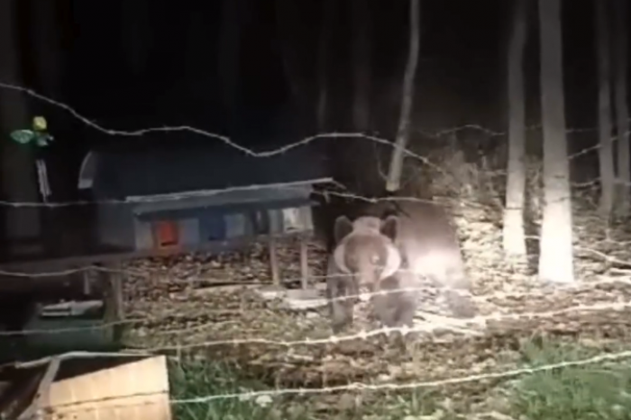 Ilustračný obrázok k článku Východniari majú z toho VIDEA obavy: Medveď v obývanejšej oblasti ničí včelie úle!
