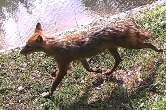 Ilustračný obrázok k článku V Česku sa začala šíriť ŠELMA z Balkánu: Odborník VARUJE, obáva sa následkov