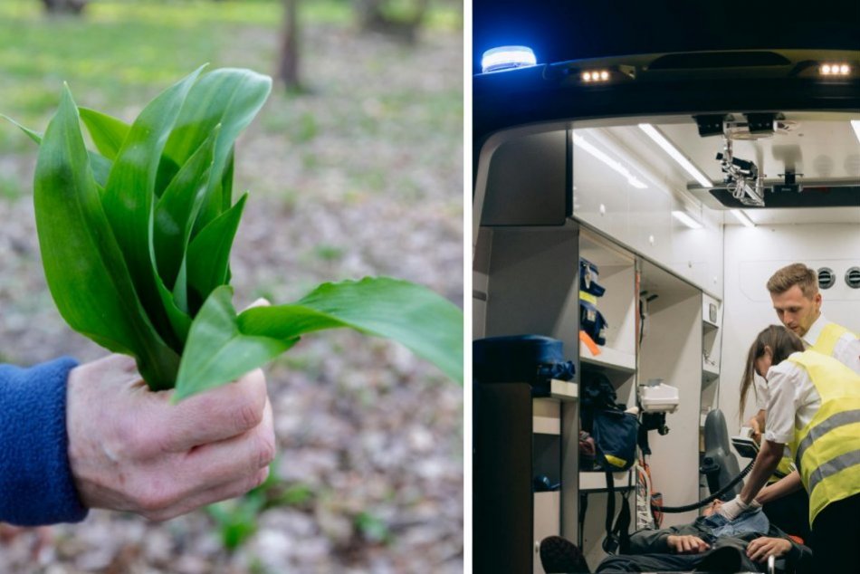 Ilustračný obrázok k článku Mysleli si, že zbierali medvedí cesnak: Osudová CHYBA! Uvarili si polievku a obaja ZOMRELI