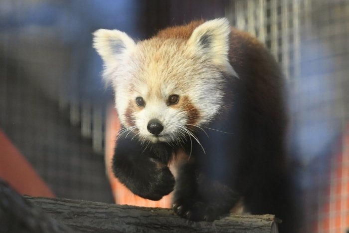 Ilustračný obrázok k článku Košická zoo pripravila na Veľkú noc viacero atrakcií: Čo môžete s deťmi zažiť?