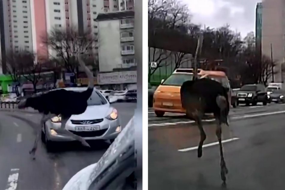 Ilustračný obrázok k článku KURIOZITA DŇA: Vodiči sa nevedeli vynadívať, po ceste pobehoval PŠTROS, VIDEO