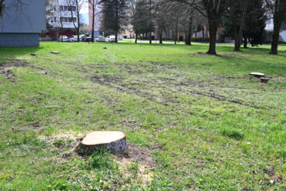 Ilustračný obrázok k článku Veľká zmena v meste, pre rekonštrukciu potrubia vyrúbu 55 stromov. Ako ich nahradia?