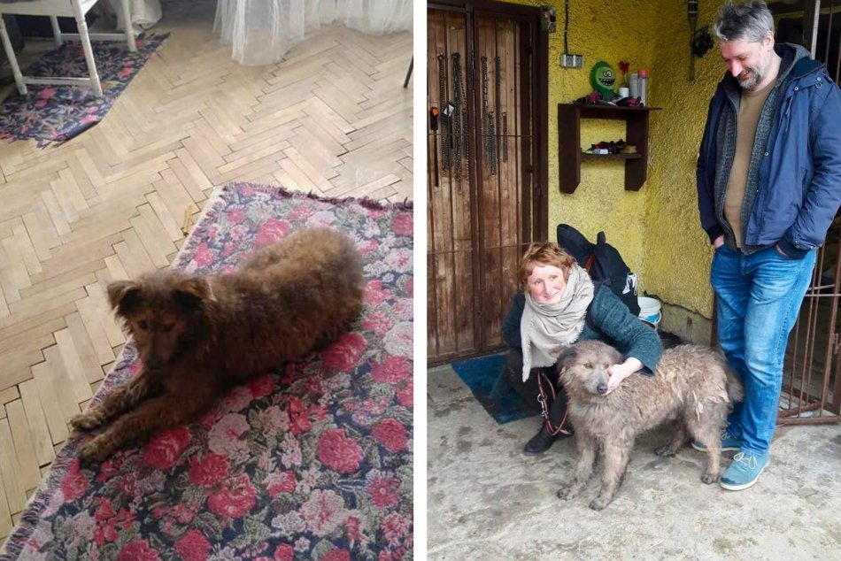 Ilustračný obrázok k článku Z útulku na plátna kín: PRÍBEH psíka Šípka je ako z krásneho filmu, FOTO