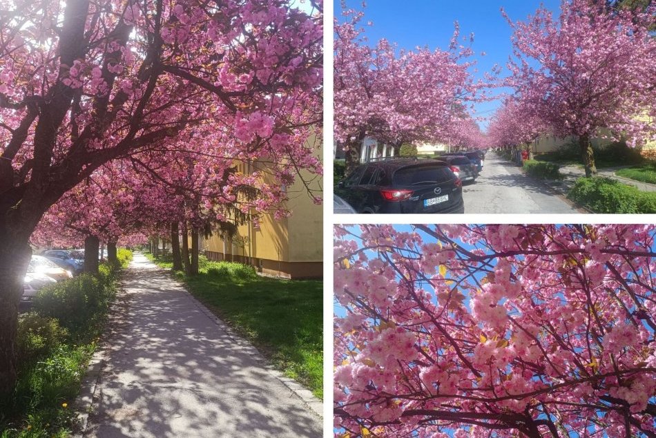 Ilustračný obrázok k článku Jedna z NAJKRAJŠÍCH ulíc ožije JAPONSKOU kultúrou: Vodičov čakajú OBMEDZENIA