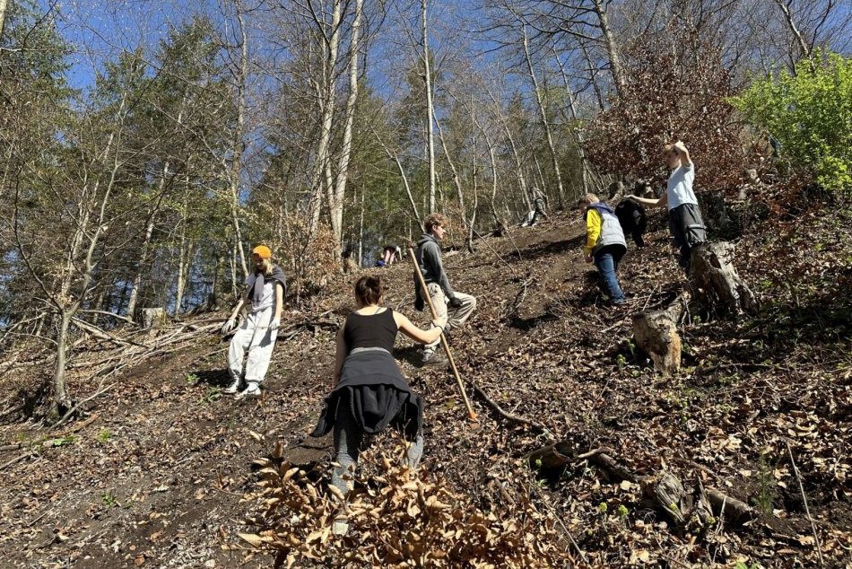 Ilustračný obrázok k článku Mestské lesy bude opäť ZELENŠIE: Vysadia tam vyše 52-tisíc nových stromčekov, FOTO