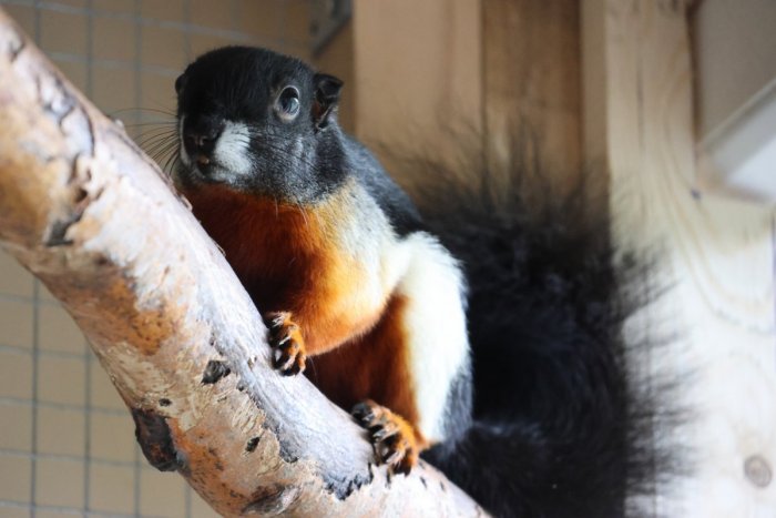 Ilustračný obrázok k článku ZOO v Košiciach má ďalší problém: Čelíme VÁŽNEJ situácii, podporte naše zvieratá!