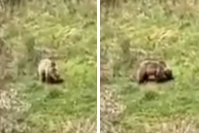 Ilustračný obrázok k článku NEČAKANÝ návštevník v blízkosti domov: MEDVEĎA natočili za bieleho dňa, VIDEO