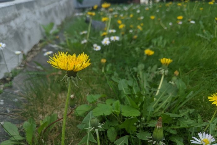 Ilustračný obrázok k článku Ako sa ZBAVIŤ púpavy z trávnika? Je aj efektívnejší spôsob, ako prácne trhanie!