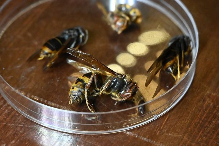 Ilustračný obrázok k článku Je VEĽKOU hrozbou pre včelárov: Pri Medzilaborciach riešia výskyt sršňa ázijského