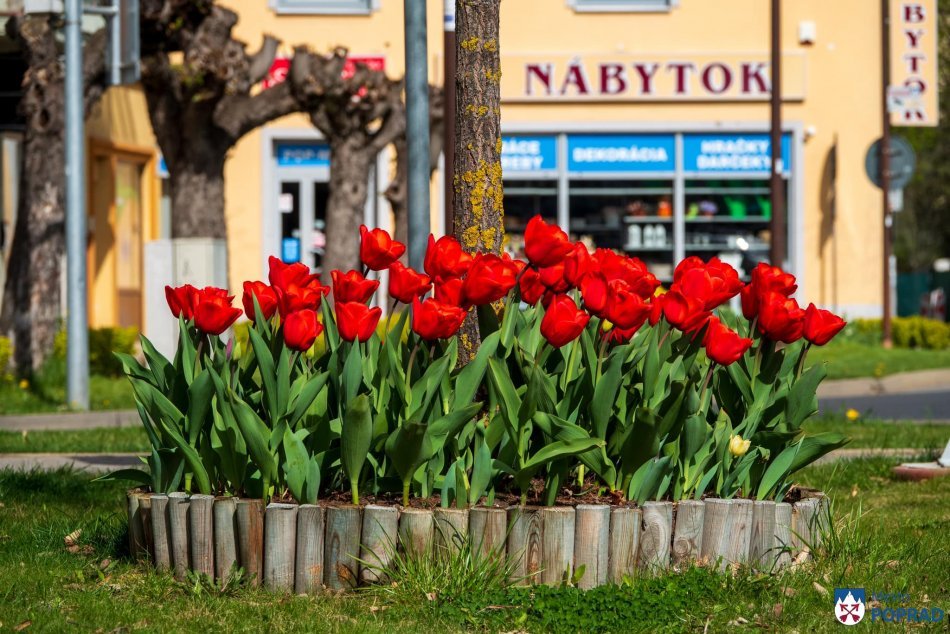 Ilustračný obrázok k článku Predchádza tomu detailná príprava: Poprad opäť rozkvitol do krásnych jarných farieb, FOTO