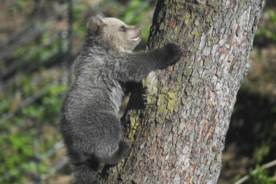 Ilustračný obrázok k článku Ošetrovatelia mu dali meno Ares. V košickej zoo sa narodilo mláďa medveďa hnedého, FOTO