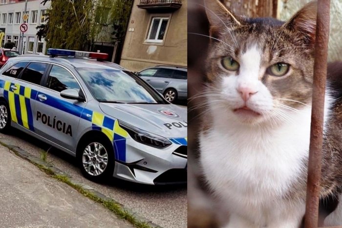 Ilustračný obrázok k článku OHAVNÝ čin priamo v obci: Niekto POSTRELIL mačku, následky sú TRVALÉ