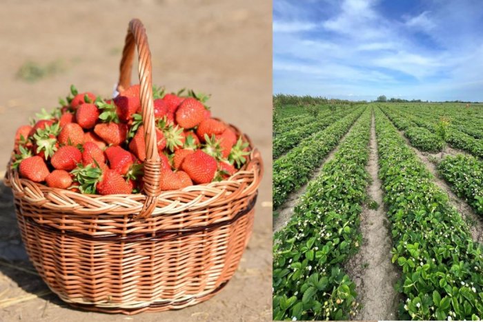 Ilustračný obrázok k článku Ovocinári zachránili úrodu: Prvé SAMOZBERY pri Trnave sa začnú už čoskoro