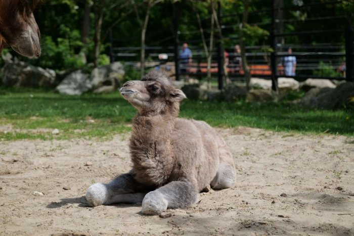 Ilustračný obrázok k článku Roztomilý prírastok v bratislavskej ZOO: Narodilo sa mláďa samičky ťavy dvojhrbej