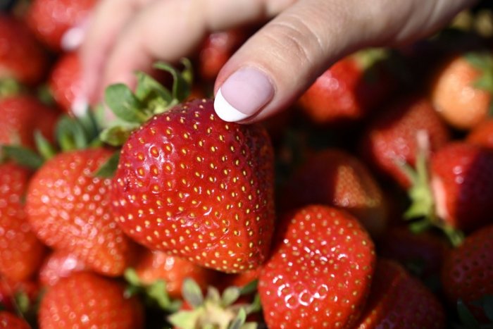 Ilustračný obrázok k článku Je veľa dôvodov, prečo jesť JAHODY: Na TOTO si ale pri obľúbenom ovocí dávajte pozor!