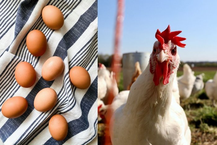 Ilustračný obrázok k článku Na hraniciach zadržali a ZNIČILI ukrajinské vajcia: Boli kontaminované ANTIBIOTIKAMI