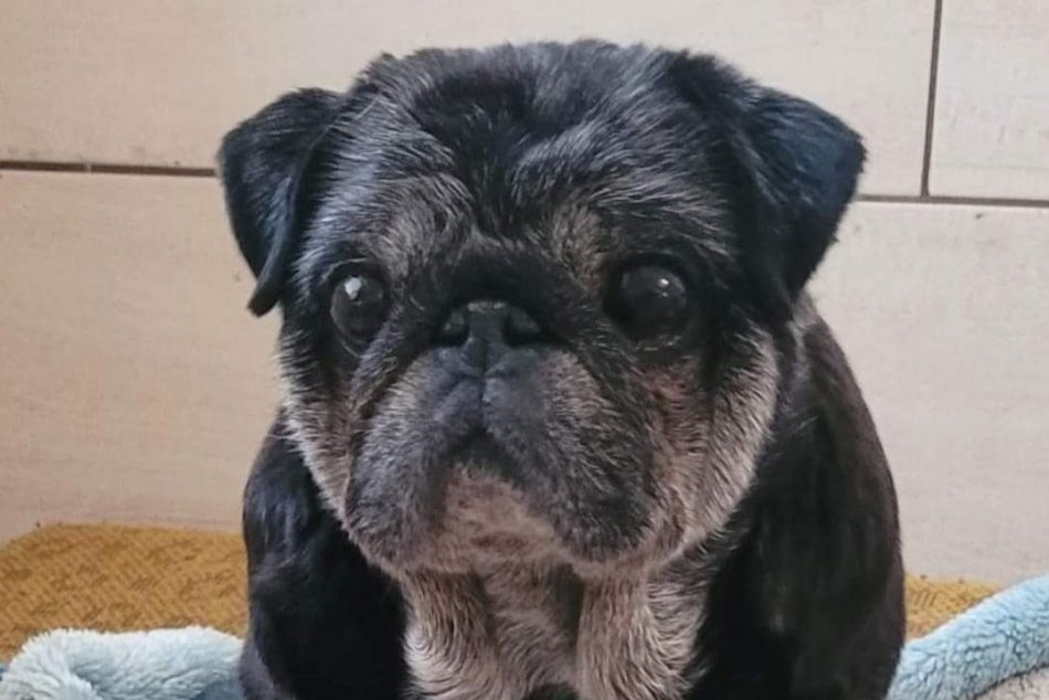 Ilustračný obrázok k článku Videli ste niekde DIEGA? Na Horehroní sa STRATIL psík, majiteľka prosí o POMOC