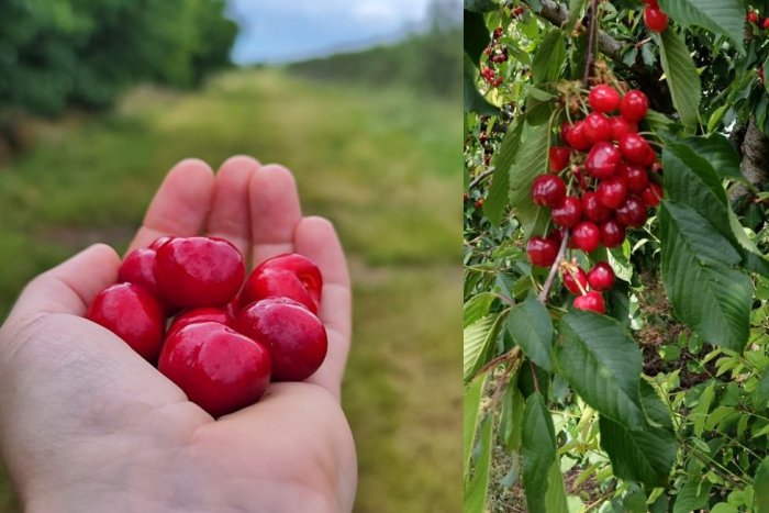 Ilustračný obrázok k článku V sadoch pri Nitre spustili SAMOZBER: Obrať si môžete chutné ČEREŠNE